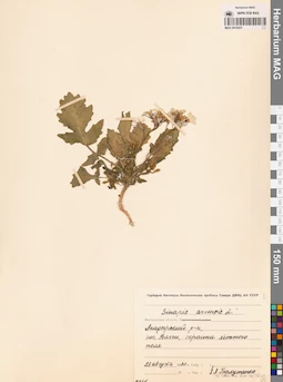 MAG 0010431