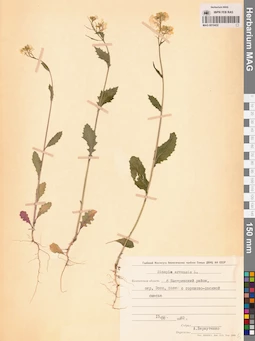 MAG 0010432