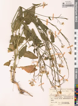 MAG 0010435