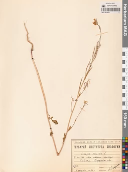 MAG 0010436
