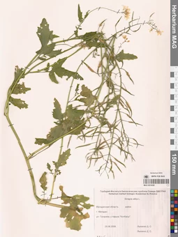 MAG 0010438