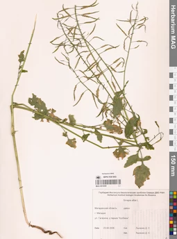 MAG 0010439