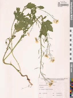 MAG 0010440