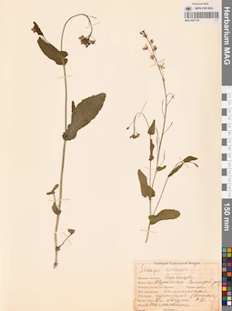 MAG 0021104