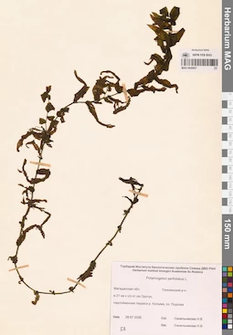 MAG 0020857