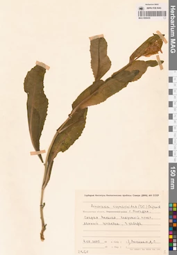 MAG 0006430