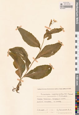 MAG 0006431