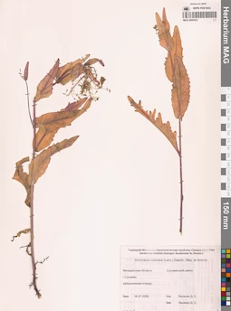 MAG 0006432
