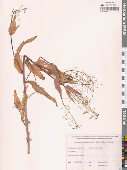 MAG 0006433