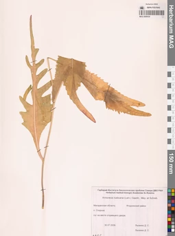 MAG 0006434