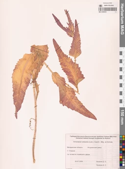 MAG 0006435