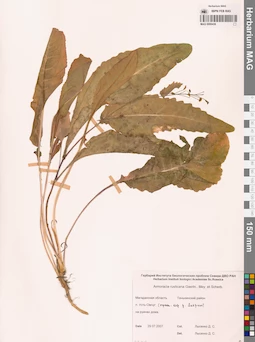 MAG 0006436