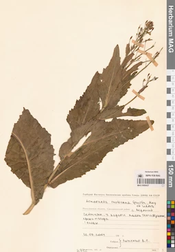 MAG 0006437