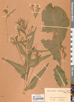 MAG 0006439