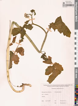 MAG 0010371