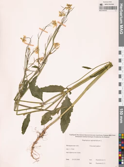 MAG 0010372
