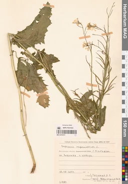 MAG 0010373