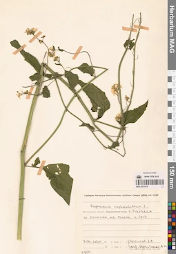 MAG 0010374