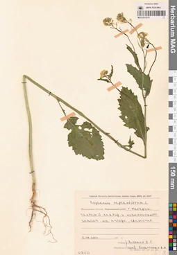 MAG 0010375
