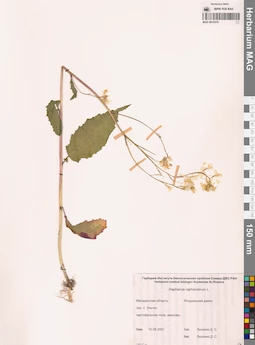 MAG 0010376