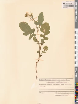 MAG 0010377