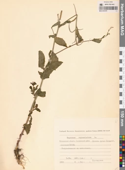 MAG 0010378