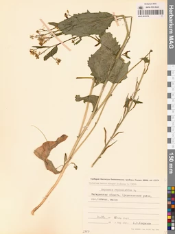 MAG 0010379