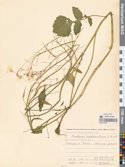 MAG 0010380