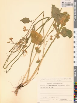 MAG 0010381