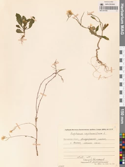 MAG 0010382