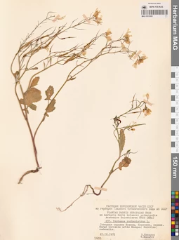 MAG 0010383