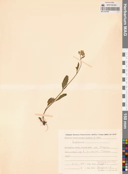 MAG 0010384