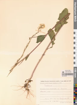 MAG 0010385