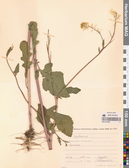MAG 0010386