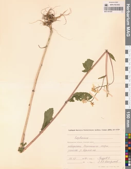 MAG 0010387