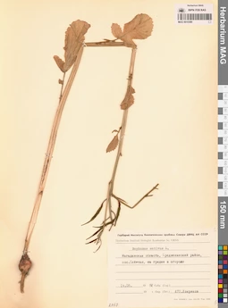 MAG 0010389