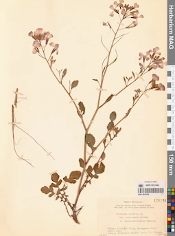 MAG 0010390
