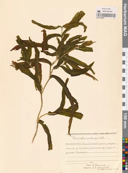 MAG 0008691