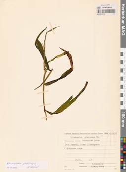 MAG 0012756