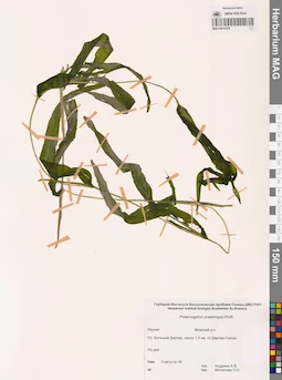 MAG 0014338