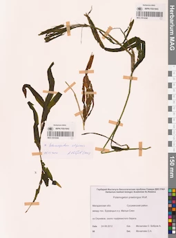 MAG 0014340