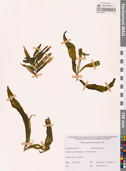 MAG 0014344
