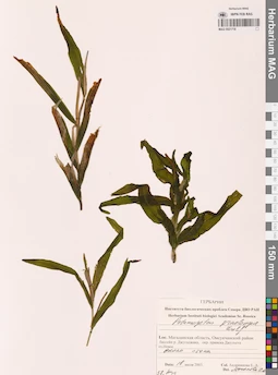 MAG 0021718