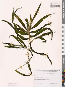 MAG 0021723