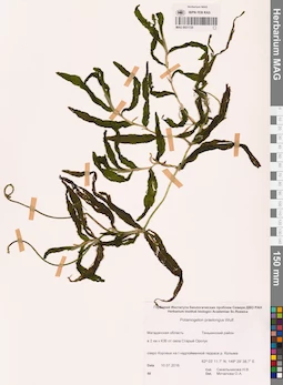 MAG 0021725