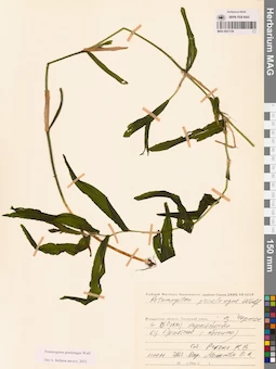 MAG 0021726