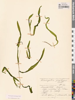 MAG 0021727