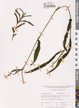 MAG 0021729