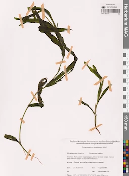MAG 0021731