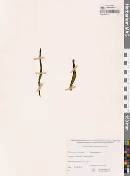 MAG 0021732
